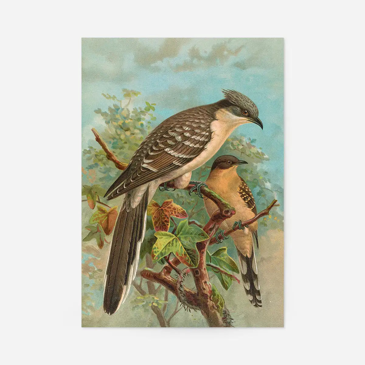 Jacobin Cuckoo Vintage Bird Print by Johann Friedrich Naumann