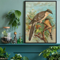 Jacobin Cuckoo Vintage Bird Print by Johann Friedrich Naumann