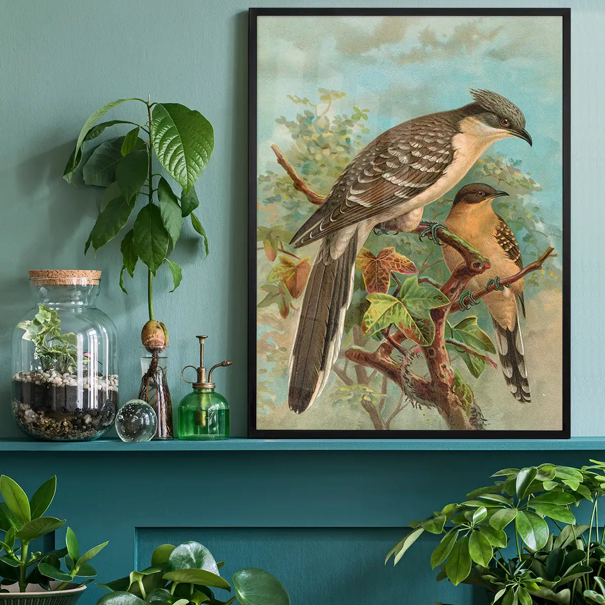 Jacobin Cuckoo Vintage Bird Print by Johann Friedrich Naumann