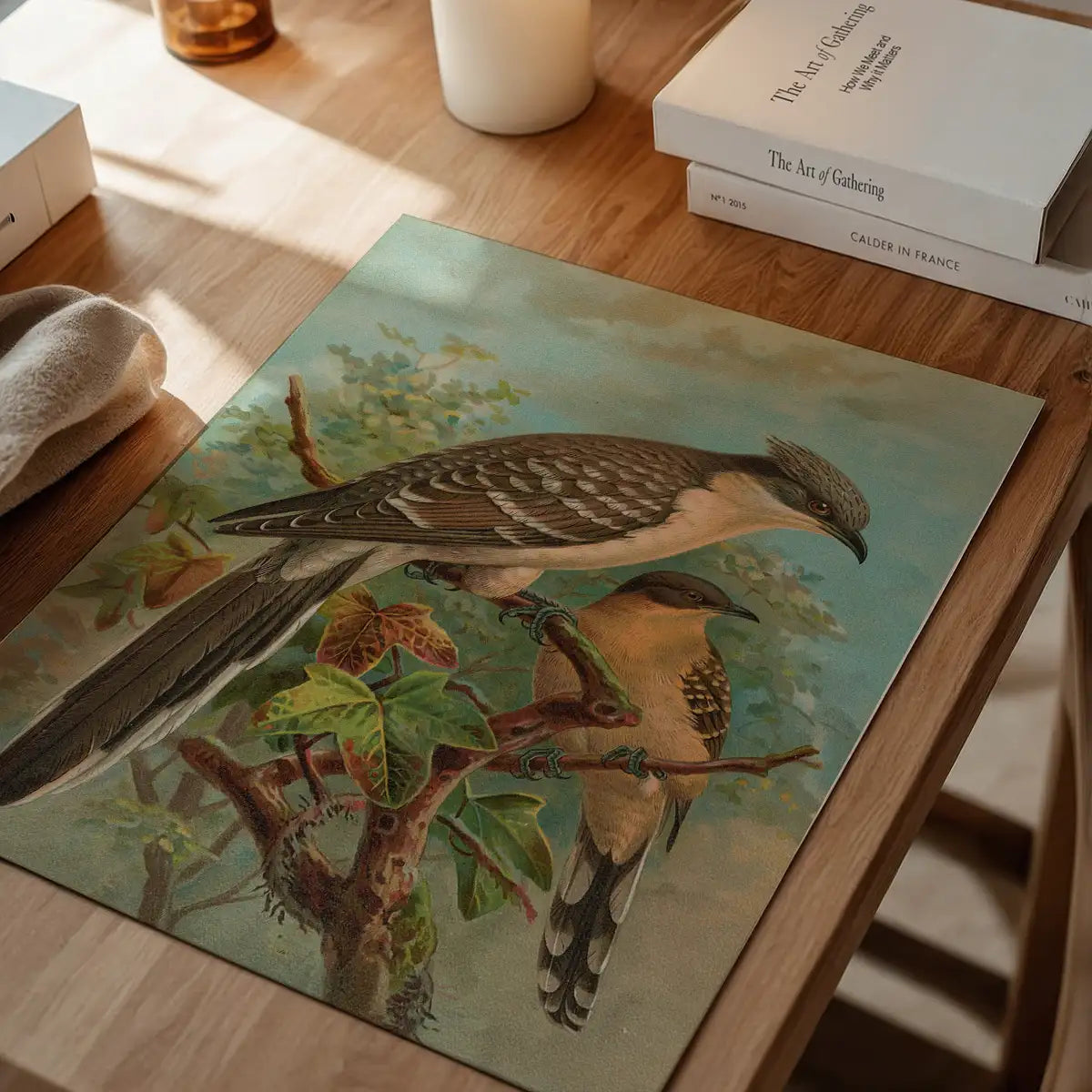 Jacobin Cuckoo Vintage Bird Print by Johann Friedrich Naumann