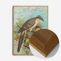 Jacobin Cuckoo Vintage Bird Print by Johann Friedrich Naumann