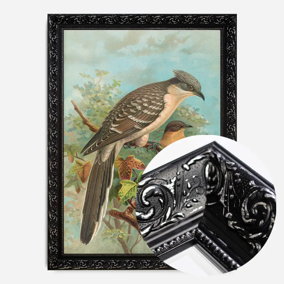 Jacobin Cuckoo Vintage Bird Print by Johann Friedrich Naumann