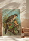 Jacobin Cuckoo Vintage Bird Print by Johann Friedrich Naumann