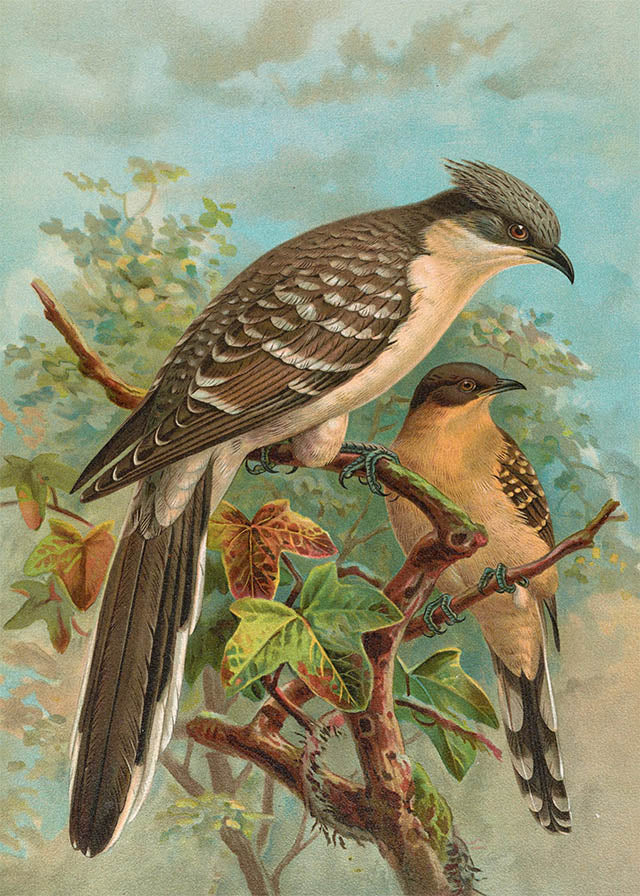 Jacobin Cuckoo Vintage Bird Print by Johann Friedrich Naumann