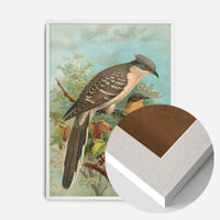 Jacobin Cuckoo Vintage Bird Print by Johann Friedrich Naumann