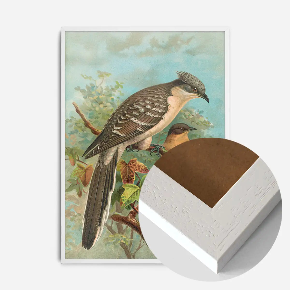 Jacobin Cuckoo Vintage Bird Print by Johann Friedrich Naumann