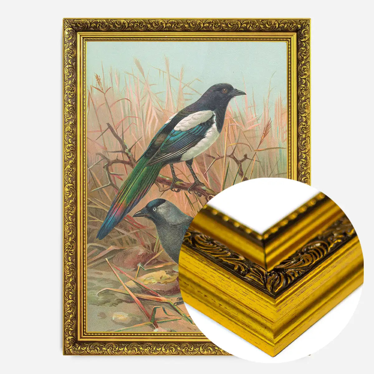Magpies Vintage Bird Print by Johann Friedrich Naumann