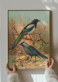 Magpies Vintage Bird Print by Johann Friedrich Naumann