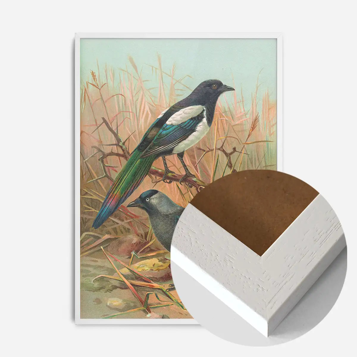 Magpies Vintage Bird Print by Johann Friedrich Naumann