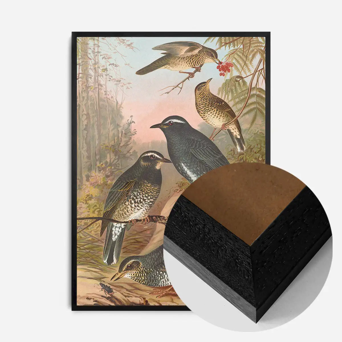 Siberian Thrush Vintage Bird Print by Johann Friedrich Naumann