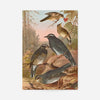 Siberian Thrush Vintage Bird Print by Johann Friedrich Naumann
