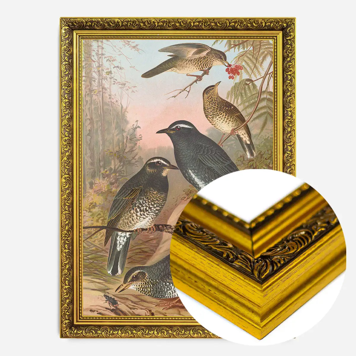Siberian Thrush Vintage Bird Print by Johann Friedrich Naumann