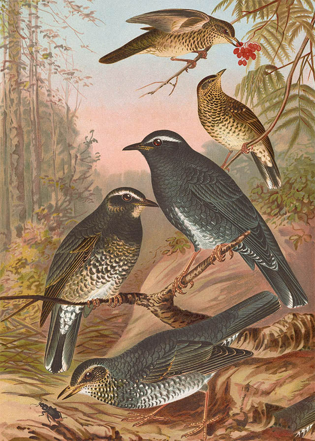 Siberian Thrush Vintage Bird Print by Johann Friedrich Naumann