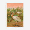 Spoonbill Vintage Bird Print by Johann Friedrich Naumann