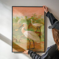 Spoonbill Vintage Bird Print by Johann Friedrich Naumann