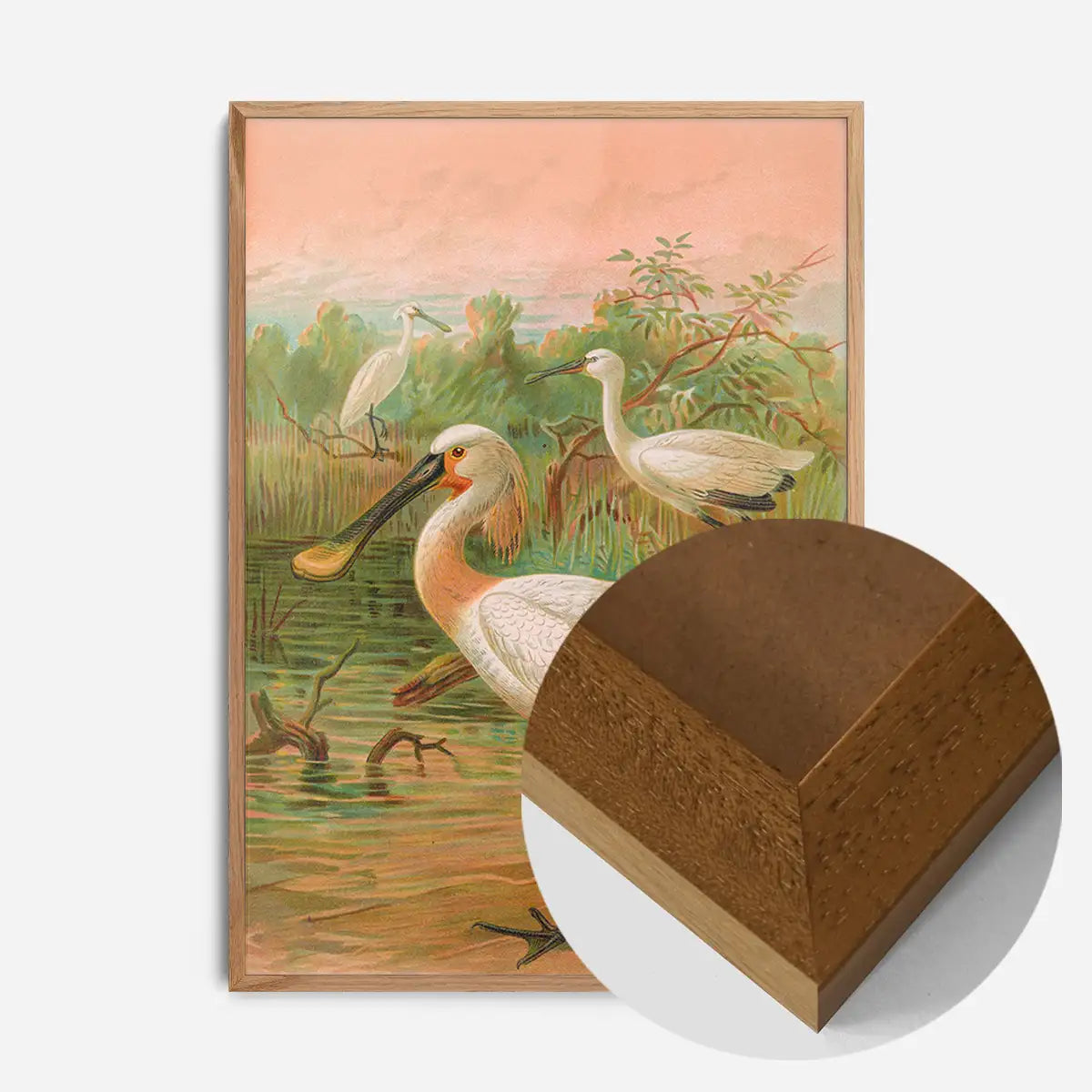 Spoonbill Vintage Bird Print by Johann Friedrich Naumann