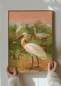 Spoonbill Vintage Bird Print by Johann Friedrich Naumann