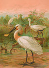 Spoonbill Vintage Bird Print by Johann Friedrich Naumann