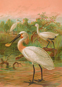 Spoonbill Vintage Bird Print by Johann Friedrich Naumann