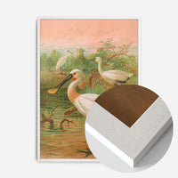 Spoonbill Vintage Bird Print by Johann Friedrich Naumann
