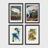 Set of 4 framed prints, Audubon-style vintage bird illustrations: a wood stork wading; a whooping crane feeding; a Columbia jay perched among leaves; and Carolina parrots on a flowering branch — unframed