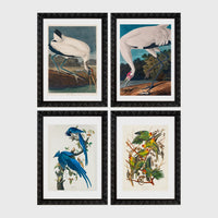 Set of 4 framed prints, Audubon-style vintage bird illustrations: a wood stork wading; a whooping crane feeding; a Columbia jay perched among leaves; and Carolina parrots on a flowering branch — unframed