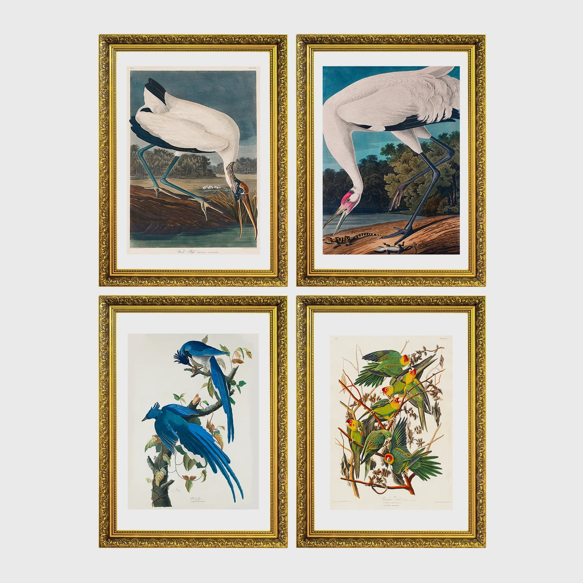 Set of 4 framed prints, Audubon-style vintage bird illustrations: a wood stork wading; a whooping crane feeding; a Columbia jay perched among leaves; and Carolina parrots on a flowering branch — unframed
