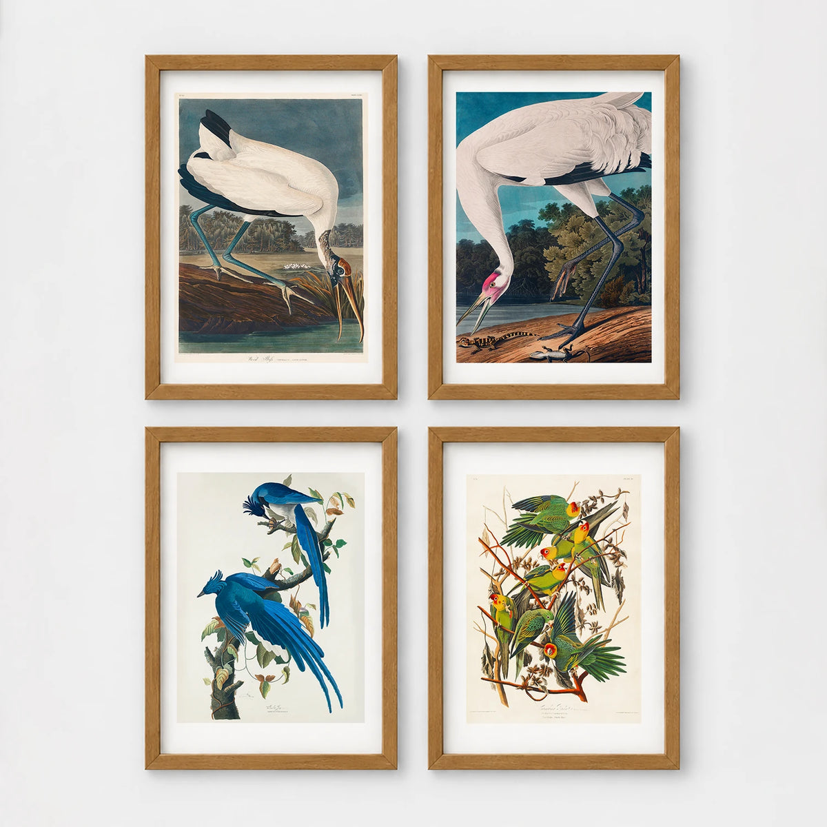 Set of 4 framed prints, Audubon-style vintage bird illustrations: a wood stork wading; a whooping crane feeding; a Columbia jay perched among leaves; and Carolina parrots on a flowering branch — unframed