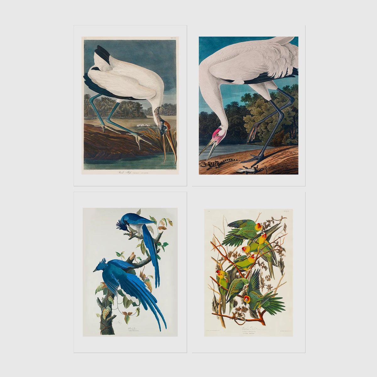 Set of 4 framed prints, Audubon-style vintage bird illustrations: a wood stork wading; a whooping crane feeding; a Columbia jay perched among leaves; and Carolina parrots on a flowering branch — unframed