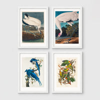 Set of 4 framed prints, Audubon-style vintage bird illustrations: a wood stork wading; a whooping crane feeding; a Columbia jay perched among leaves; and Carolina parrots on a flowering branch — unframed