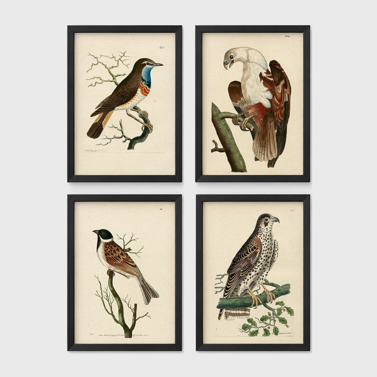 Set of 4 framed prints, antique naturalist bird illustrations: a robin redbreast on a bare branch; a white-headed eagle perched on a branch; a grossbeak on a branch; and a falcon perched on a branch — unframed