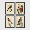 Set of 4 framed prints, antique naturalist bird illustrations: a robin redbreast on a bare branch; a white-headed eagle perched on a branch; a grossbeak on a branch; and a falcon perched on a branch — unframed