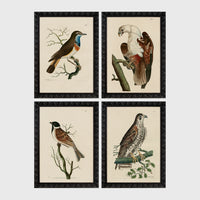 Set of 4 framed prints, antique naturalist bird illustrations: a robin redbreast on a bare branch; a white-headed eagle perched on a branch; a grossbeak on a branch; and a falcon perched on a branch — unframed