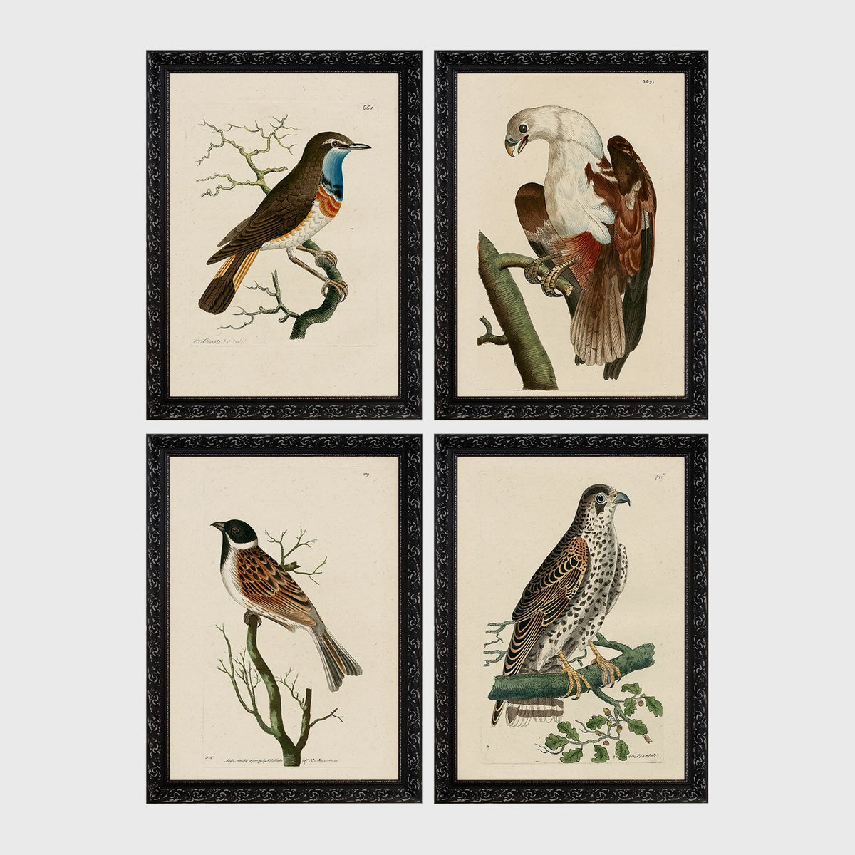 Set of 4 framed prints, antique naturalist bird illustrations: a robin redbreast on a bare branch; a white-headed eagle perched on a branch; a grossbeak on a branch; and a falcon perched on a branch — unframed
