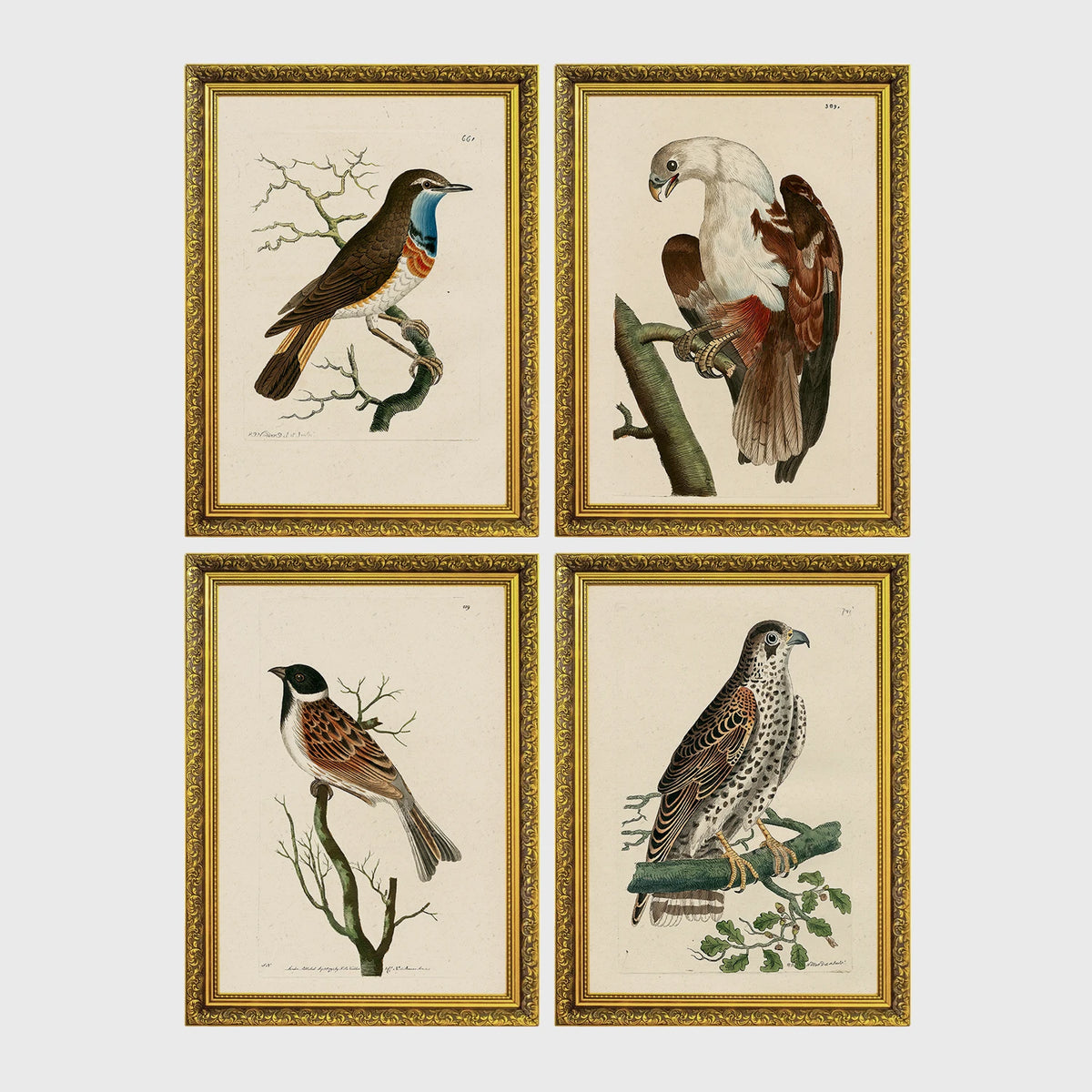 Set of 4 framed prints, antique naturalist bird illustrations: a robin redbreast on a bare branch; a white-headed eagle perched on a branch; a grossbeak on a branch; and a falcon perched on a branch — unframed