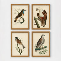 Set of 4 framed prints, antique naturalist bird illustrations: a robin redbreast on a bare branch; a white-headed eagle perched on a branch; a grossbeak on a branch; and a falcon perched on a branch — unframed