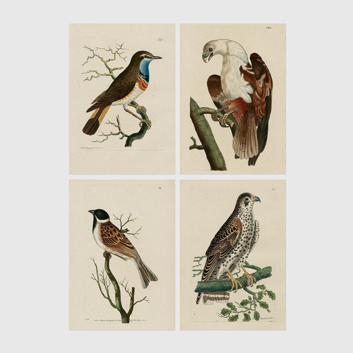 Set of 4 framed prints, antique naturalist bird illustrations: a robin redbreast on a bare branch; a white-headed eagle perched on a branch; a grossbeak on a branch; and a falcon perched on a branch — unframed