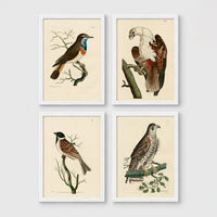 Set of 4 framed prints, antique naturalist bird illustrations: a robin redbreast on a bare branch; a white-headed eagle perched on a branch; a grossbeak on a branch; and a falcon perched on a branch — unframed