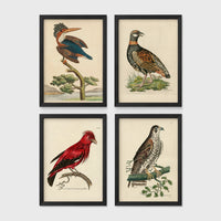Set of 4 framed prints, antique naturalist bird illustrations: a crested kingfisher on a branch; a spotted francolin on the ground; a red chatterer on a branch; and a speckled falcon perched on a branch — unframed