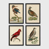 Set of 4 framed prints, antique naturalist bird illustrations: a crested kingfisher on a branch; a spotted francolin on the ground; a red chatterer on a branch; and a speckled falcon perched on a branch — unframed