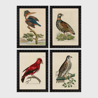 Set of 4 framed prints, antique naturalist bird illustrations: a crested kingfisher on a branch; a spotted francolin on the ground; a red chatterer on a branch; and a speckled falcon perched on a branch — unframed