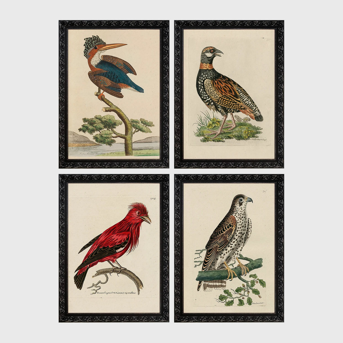 Set of 4 framed prints, antique naturalist bird illustrations: a crested kingfisher on a branch; a spotted francolin on the ground; a red chatterer on a branch; and a speckled falcon perched on a branch — unframed