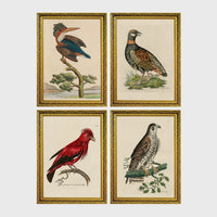 Set of 4 framed prints, antique naturalist bird illustrations: a crested kingfisher on a branch; a spotted francolin on the ground; a red chatterer on a branch; and a speckled falcon perched on a branch — unframed