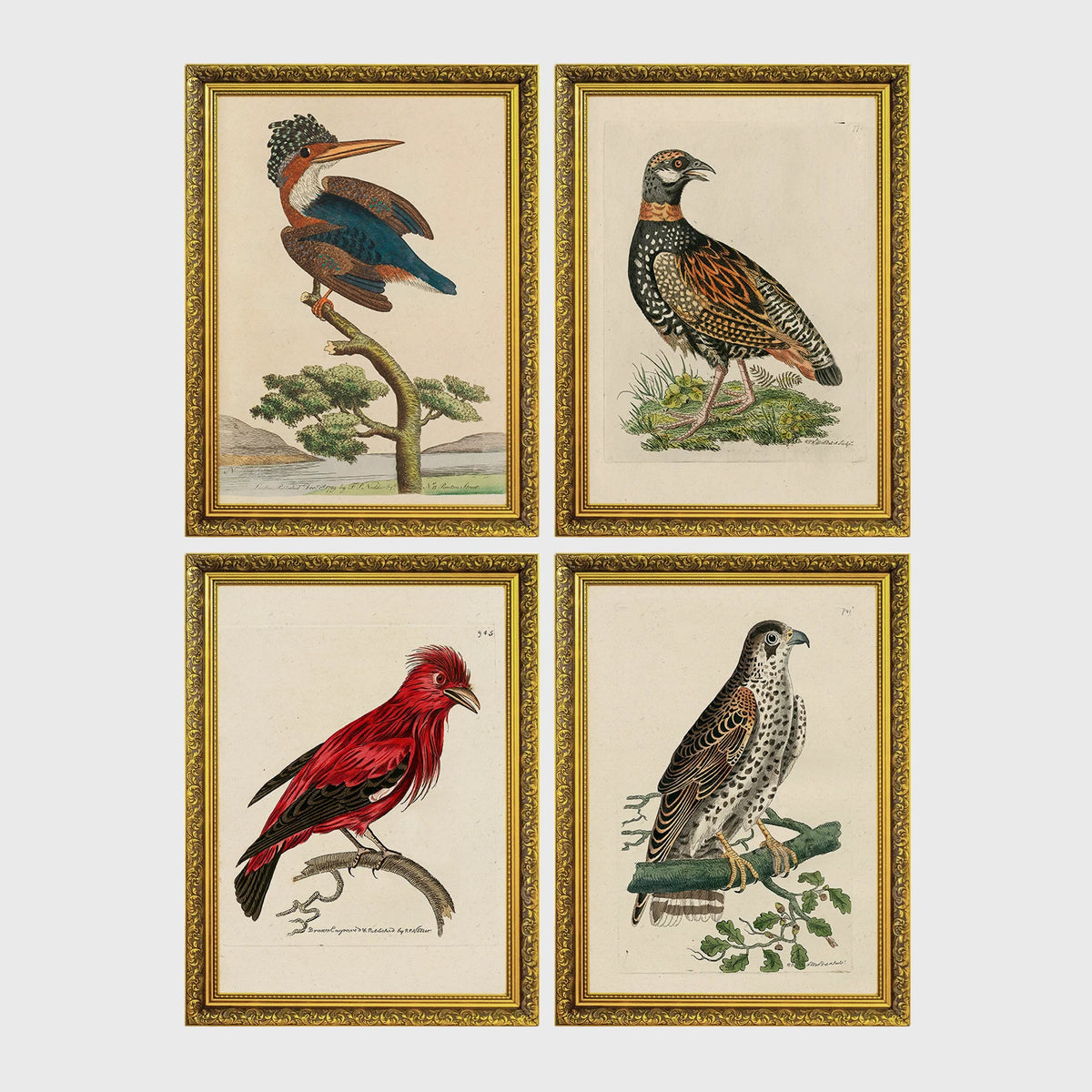 Set of 4 framed prints, antique naturalist bird illustrations: a crested kingfisher on a branch; a spotted francolin on the ground; a red chatterer on a branch; and a speckled falcon perched on a branch — unframed