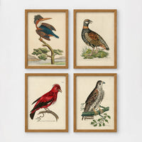 Set of 4 framed prints, antique naturalist bird illustrations: a crested kingfisher on a branch; a spotted francolin on the ground; a red chatterer on a branch; and a speckled falcon perched on a branch — unframed