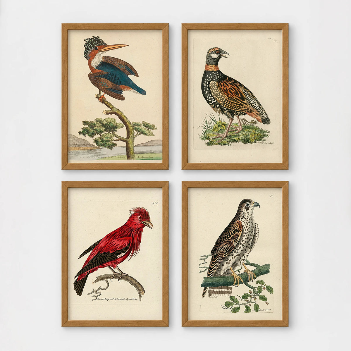 Set of 4 framed prints, antique naturalist bird illustrations: a crested kingfisher on a branch; a spotted francolin on the ground; a red chatterer on a branch; and a speckled falcon perched on a branch — unframed