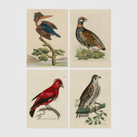 Set of 4 framed prints, antique naturalist bird illustrations: a crested kingfisher on a branch; a spotted francolin on the ground; a red chatterer on a branch; and a speckled falcon perched on a branch — unframed