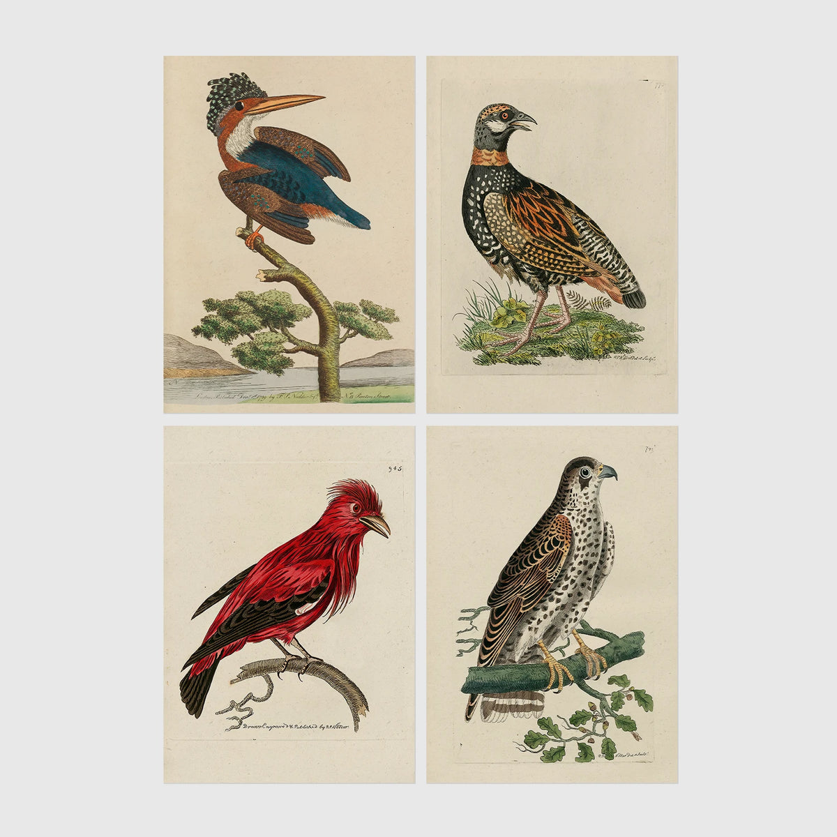 Set of 4 framed prints, antique naturalist bird illustrations: a crested kingfisher on a branch; a spotted francolin on the ground; a red chatterer on a branch; and a speckled falcon perched on a branch — unframed