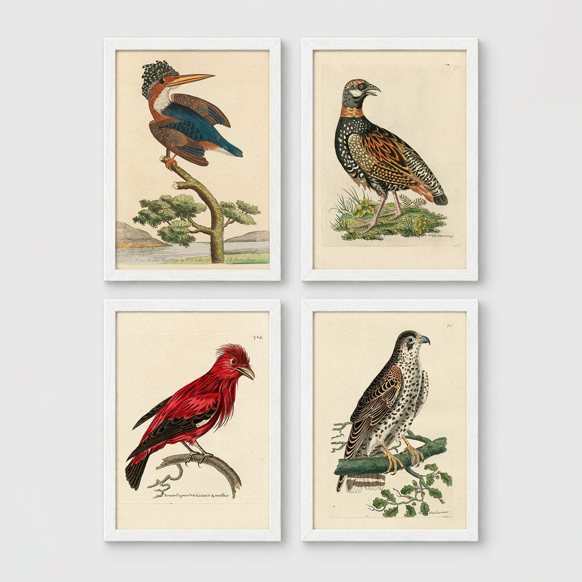 Set of 4 framed prints, antique naturalist bird illustrations: a crested kingfisher on a branch; a spotted francolin on the ground; a red chatterer on a branch; and a speckled falcon perched on a branch — unframed