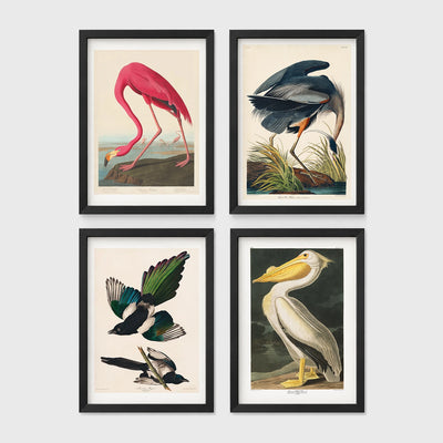 Set of 4 framed prints, Audubon-style vintage bird illustrations: a flamingo bending to feed; a blue heron wading among reeds; magpies in flight; and a white pelican — unframed